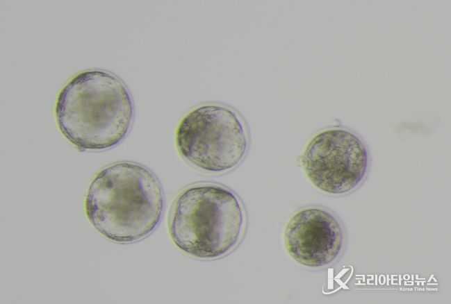 저지종 젖소 수정란