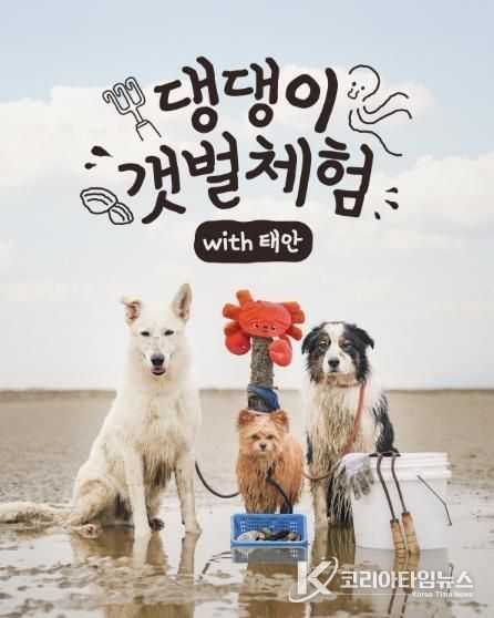 반려동물 동반 갯벌 체험 프로그램 홍보물.