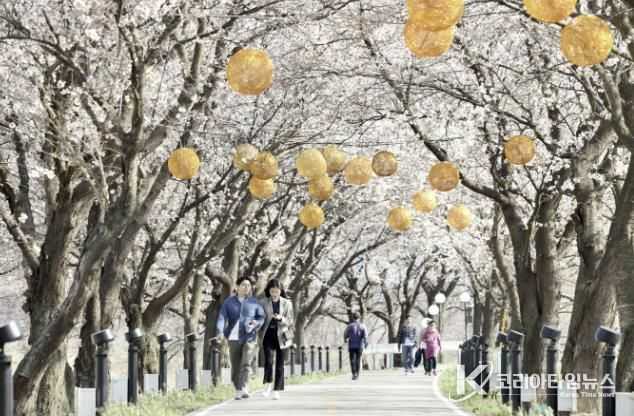 보은군 벚꽃길 축제, 주말에 벚꽃 향연 즐기러 오세요