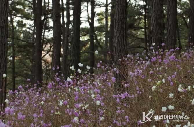 우산 산림조경숲에 진달래가 만개했다.