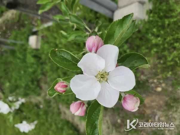 개화기 사과 꽃