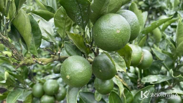 제주도, ‘초록빛 건강지킴이’풋귤 출하농장 지정 신청하세요