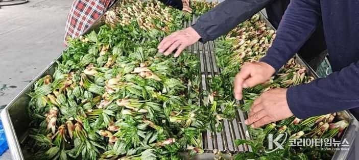 비봉산 선도산림경영단지에서 엄나무순 출하를 위한 준비작업을 하고 있다.