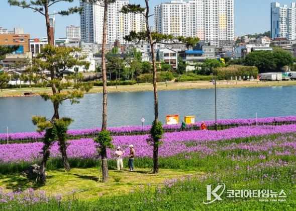 보랏빛에 기대어 걷는 봄날, 영천강변공원에서