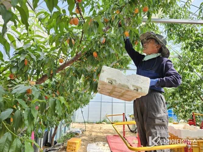 최고품질 남원 시설 하우스 복숭아, 첫 출하 시작!