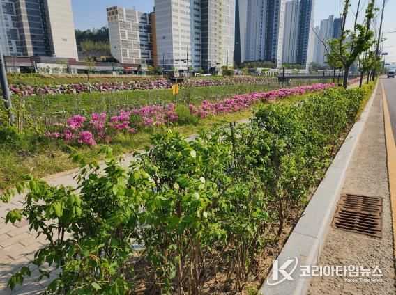 청주시, 도로변 띠녹지 정비로 가로경관 개선