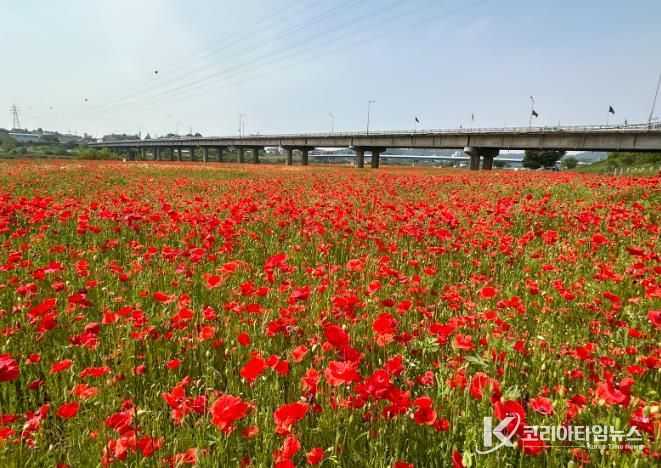 나주 영산강 꽃양귀비 조성