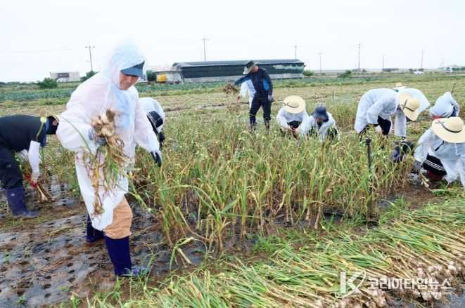 농수축산국 마늘수확 농가 일손돕기