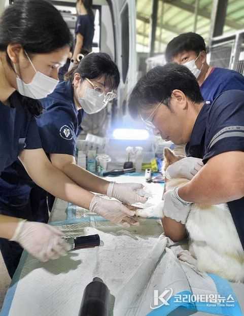 길고양이·마당개 중성화 수술 지원