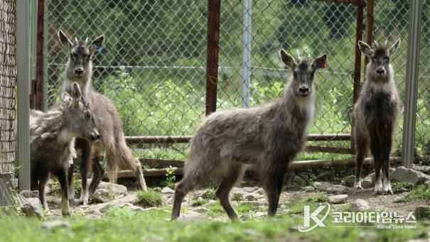 30일 방사 예정 산양