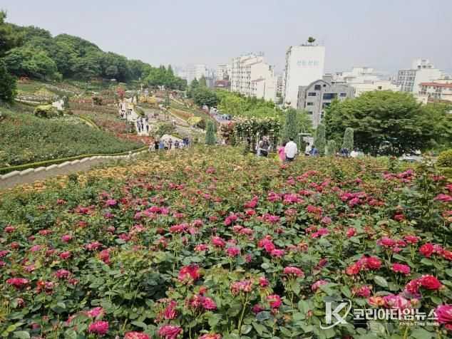 도당공원 백만송이장미원 모습