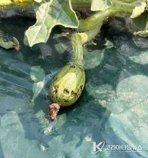 우박 피해 수박