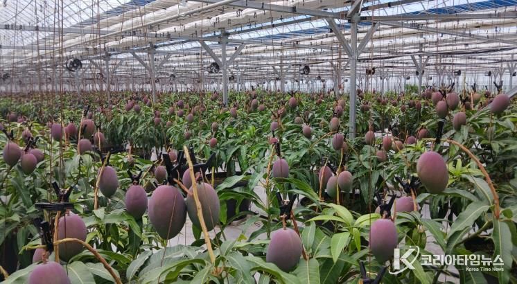 산청군 애플망고 재배 모습