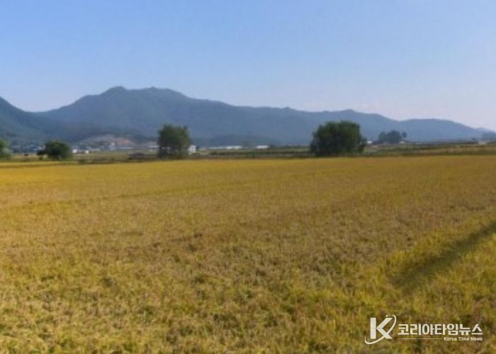 보구곶리 들녘 전경