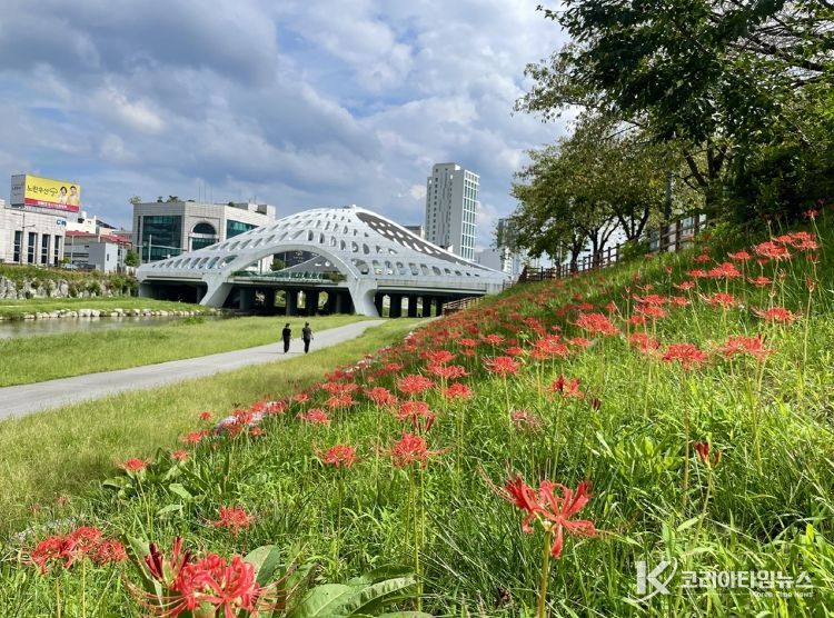 대전천에 흐르는 붉은 물결, 꽃무릇