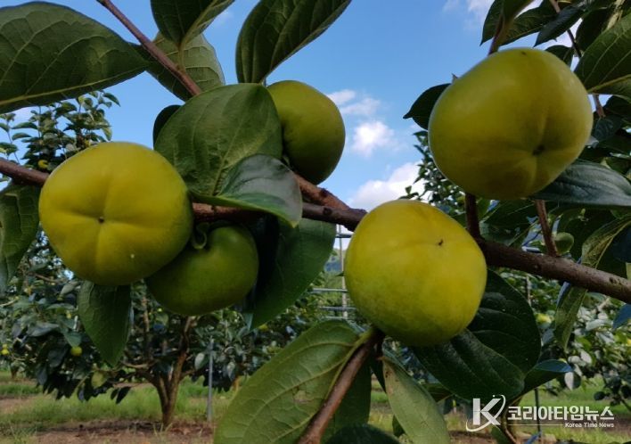 구례군, 가을 햇살 머금은‘태추 단감’곧 만나요!