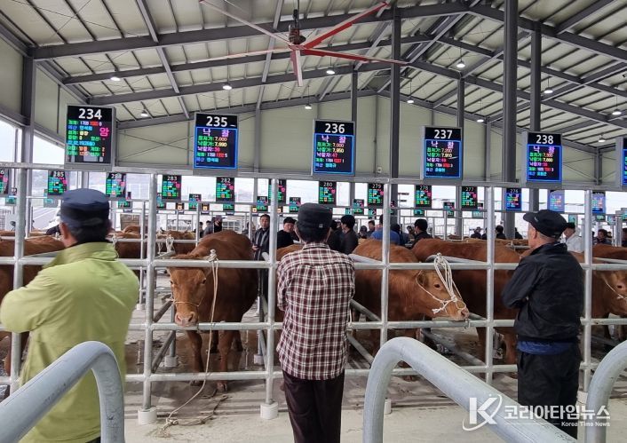 예산 송아지 경매시장 전경