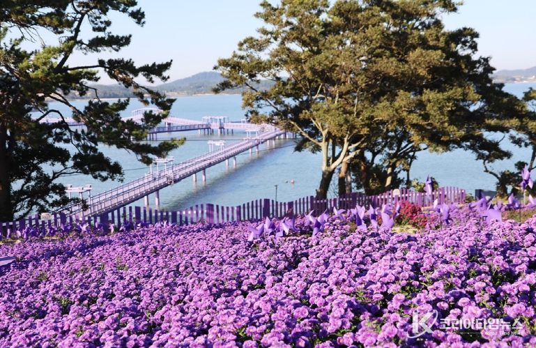 퍼플섬 아스타 꽃 축제 10월 말로 연기