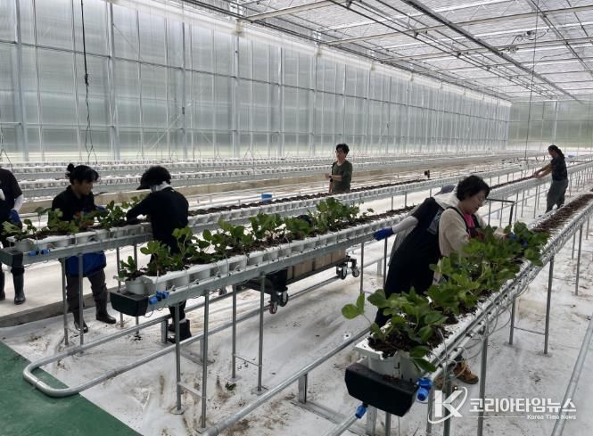 봉화군, 스마트농업 테스트베드 교육장 겨울딸기 정식
