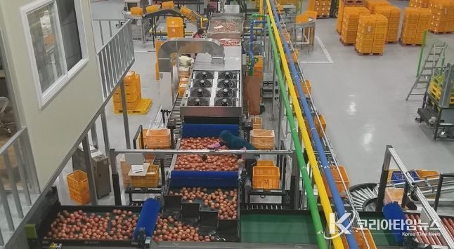 거창군, 추석 맞아 홍로사과 관내 출하량 2,200톤...전년 대비 8% 증가