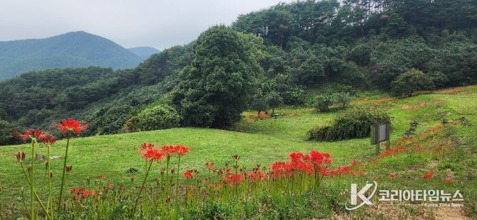 광양 옥룡사 동백나무숲, 꽃무릇 만개