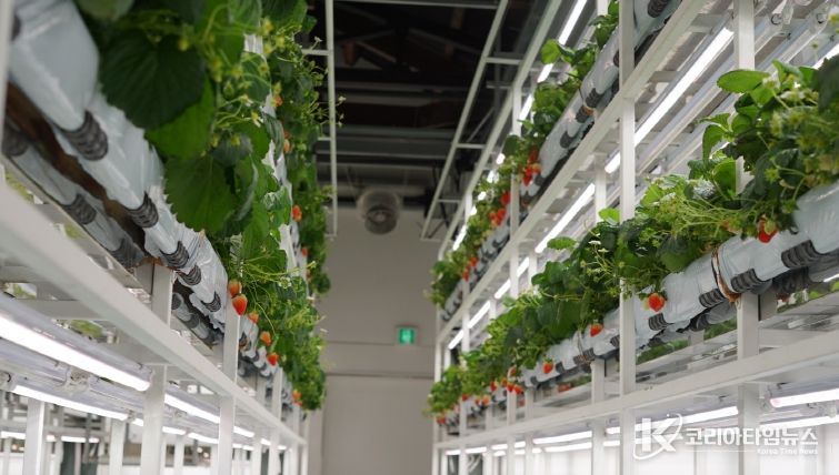 딸기 스마트팜 재배