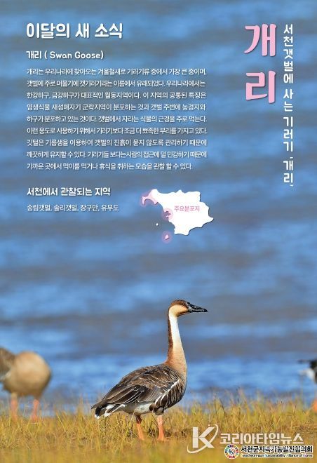 10월‘이달의 새’로 멸종위기 개리 선정