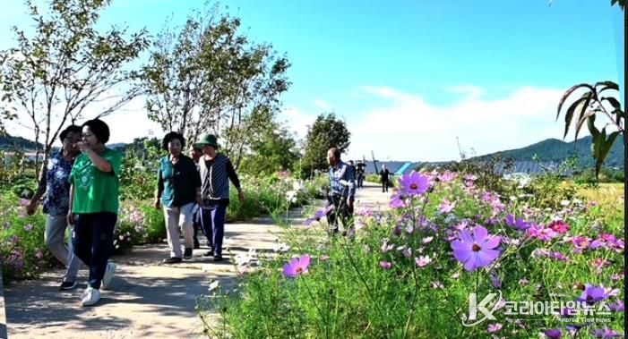정읍 가리대마을, 주민 손으로 만든 코스모스 축제 성황