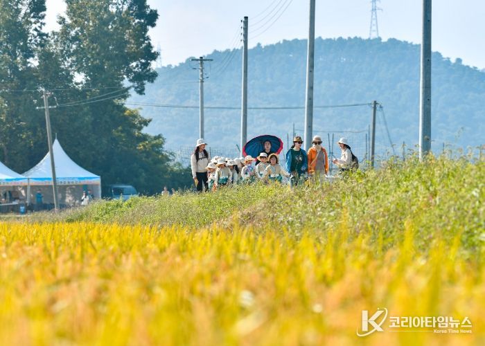 김포시는 지난 9월 26일부터 28일까지 3일간 월곶면 보구곶리 일원에서 ‘황금물결 들녘 걷기 행사’를 개최했다.