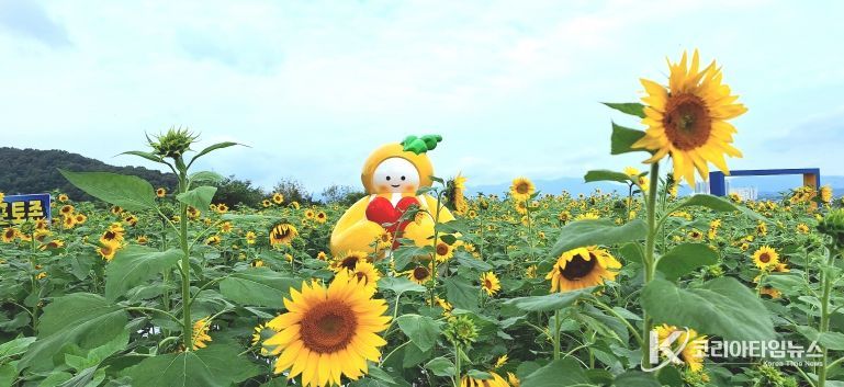 올 추석은 고분군 전시관 해바라기와 함께