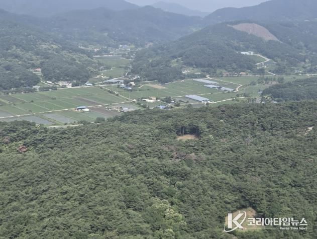 덕산면 소나무재선충병 현장 사진