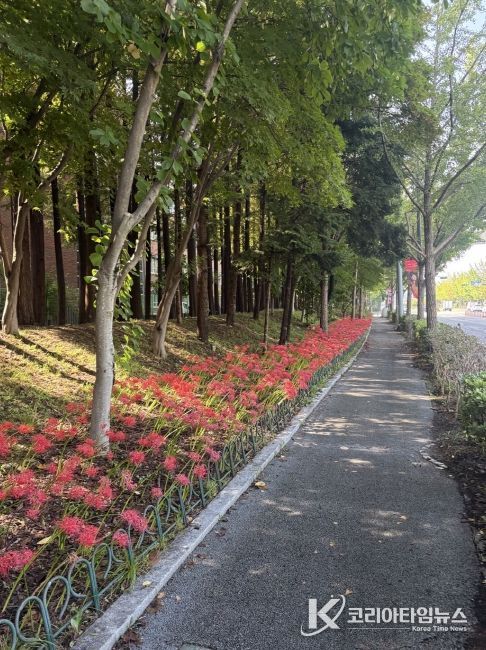 대전 꽃무릇 명소