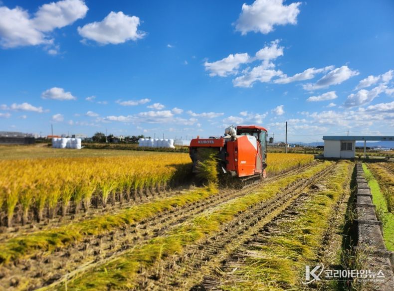 1. 천안시 성환읍 수도작 농가가 벼 수확을 하고 있다.
