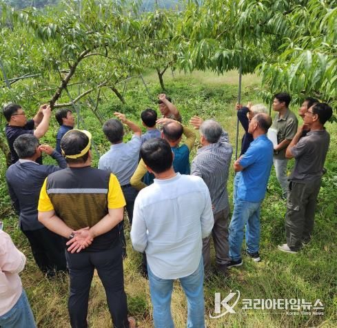 복숭아 재배 농업인들이 복숭아 전정 기술 등 현장교육에 참여하고 있다.