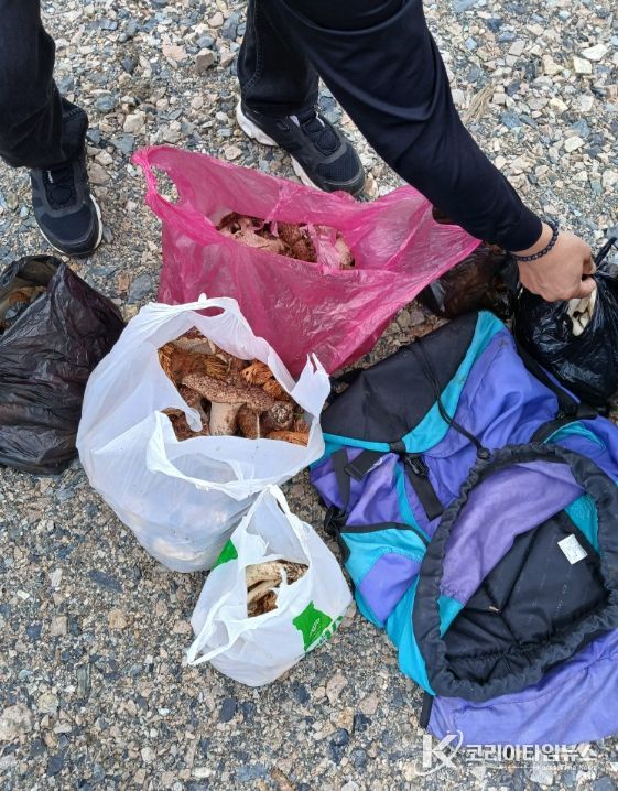 영동군은 가을철 임산물 채취 집중 단속