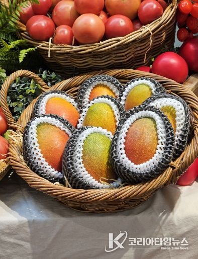 신규 답례품으로 선정된 애플망고(신안산)