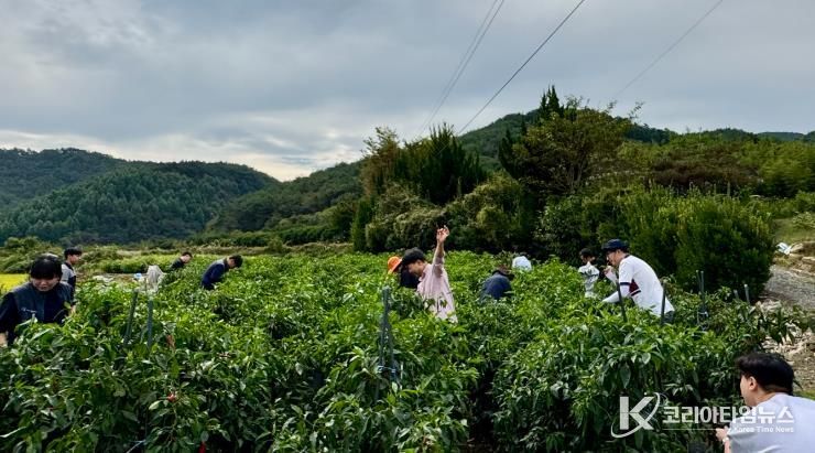 사천시, ‘가을철 농촌일손돕기’ 팔 걷었다-고추수확