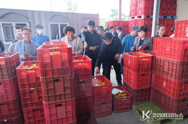 영동군, 공정한 감 거래로 감고을 명성 이어간다