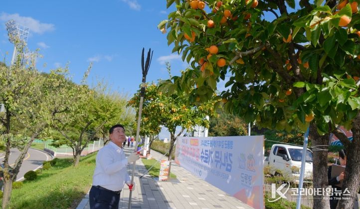 영동, 풍요로운 가을 정취 가득한 ‘감 따기 행사’ 열려