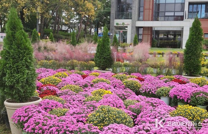 대전 중구, 가을 향기 가득한 서대전광장 꽃정원 조성 완료