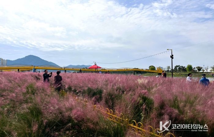 장성군 황룡강 10리 꽃길 가을꽃 ‘활짝’