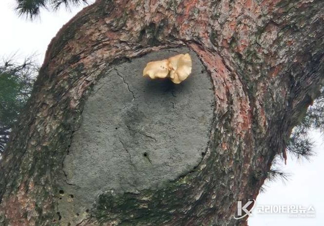 천년기염물 당산리 당송 송이 개화