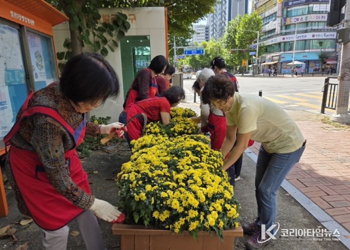 고양시 일산3동 주민자치회, 가을맞이 ‘국화 심기’⋯마을에 활기 불어넣어