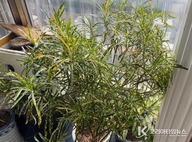 기증자 상담, 기증 식물 크로톤‘골드 더스트’(Codiaeum variegatum 'Gold Dust')