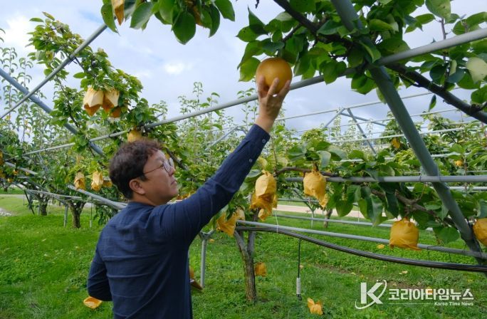 ‘영동 백년배’ 과일나라테마공원에서 황금빛 결실