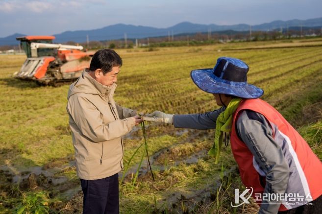 증평군 가을장마 피해 농가 방문(수발아 벼 살펴보는 이재영 군수)