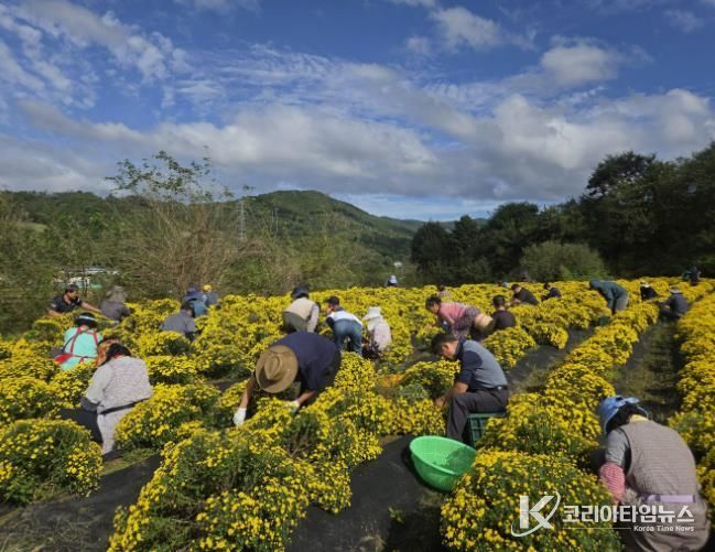 산청지역자활센터, 직접 재배한 국화 수확 나서