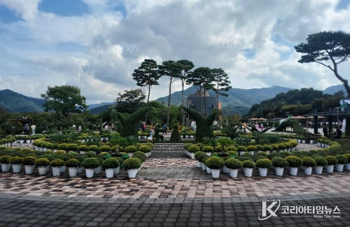 거창창포원 작년 국화사진