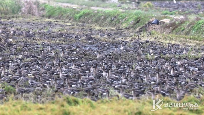 천수만을 찾은 겨울 철새 모습(기러기류, 지난 10월 12일 촬영)