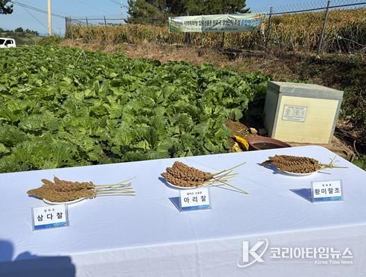 지난 20일 화양면 감도마을에서 지역주민과 시범사업 대상자, 관계자 등 50여 명이 참석한 가운데 ‘잡곡 조 신품종 아리찰 생산단지 조성 결과평가회’를 개최했다.